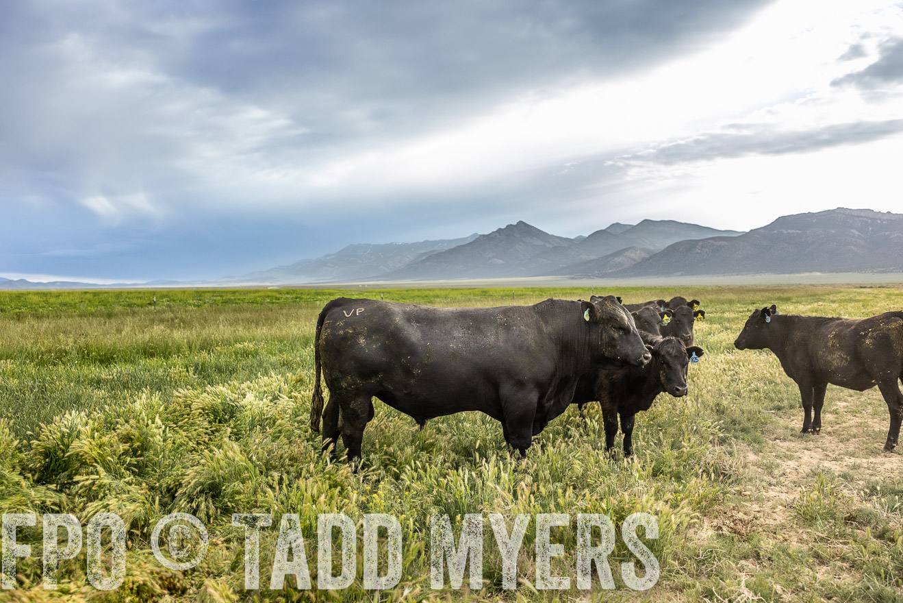 TMyers_PP_Perigo_Nevada_June2023-514229