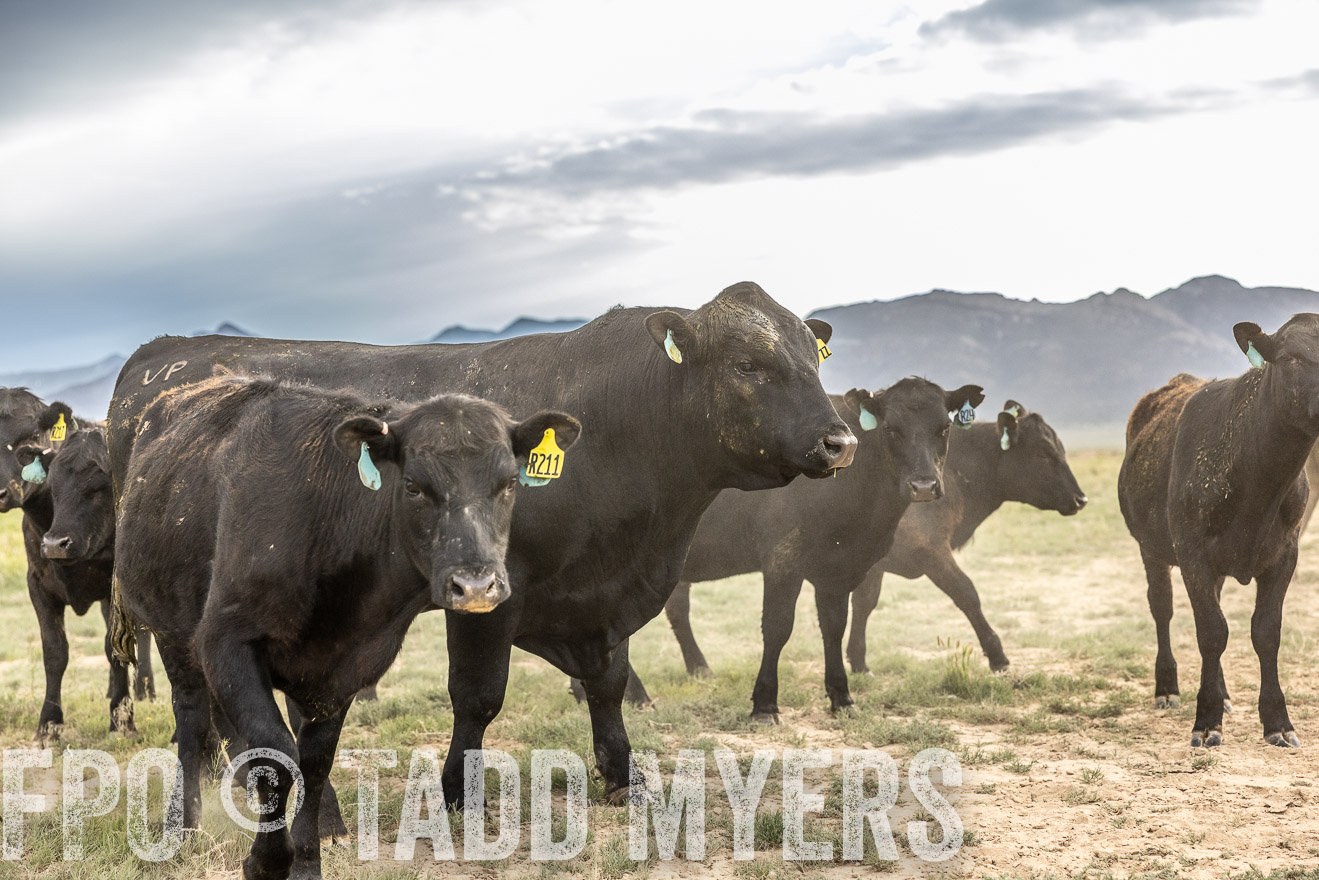 TMyers_PP_Perigo_Nevada_June2023-514257