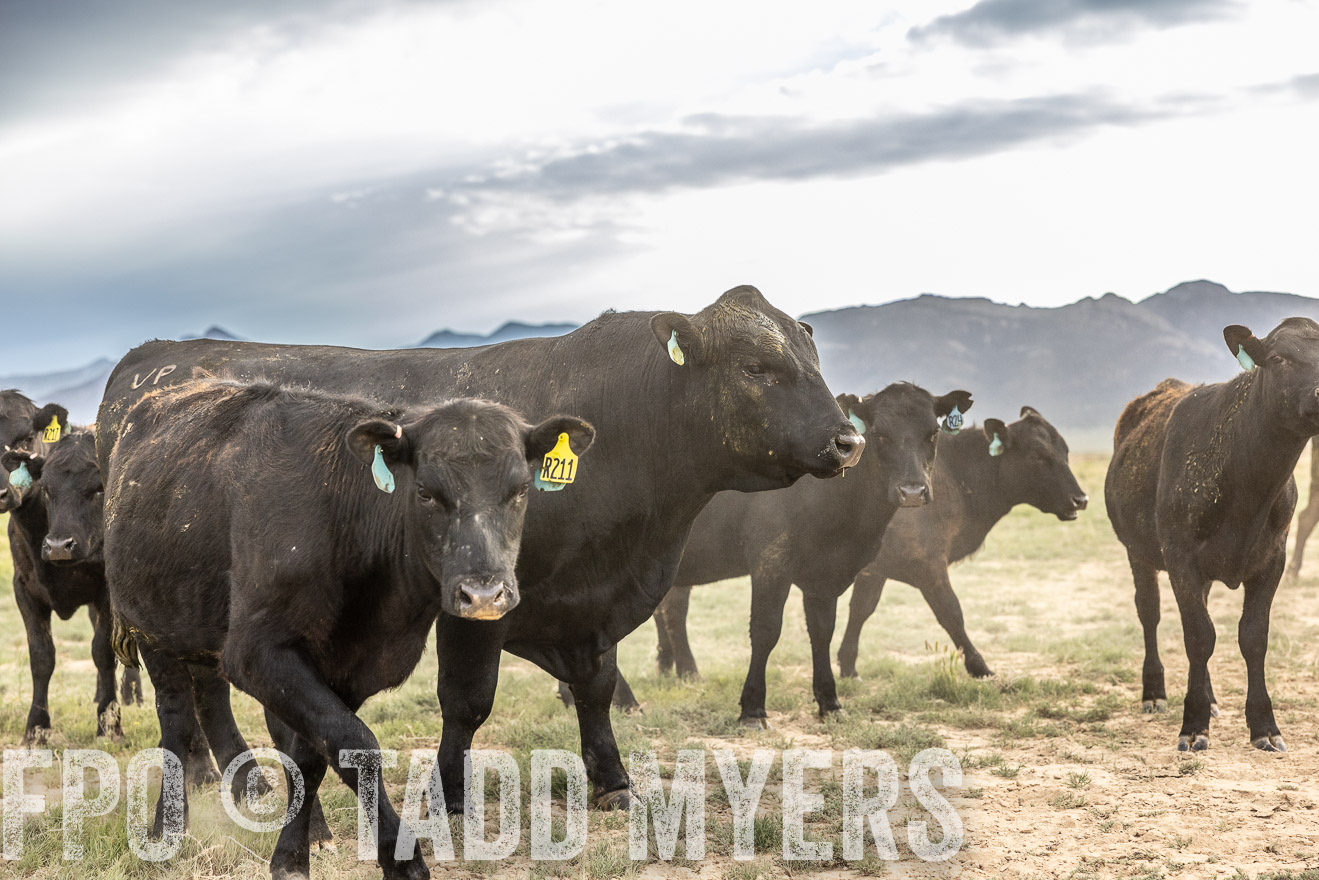 TMyers_PP_Perigo_Nevada_June2023-514258