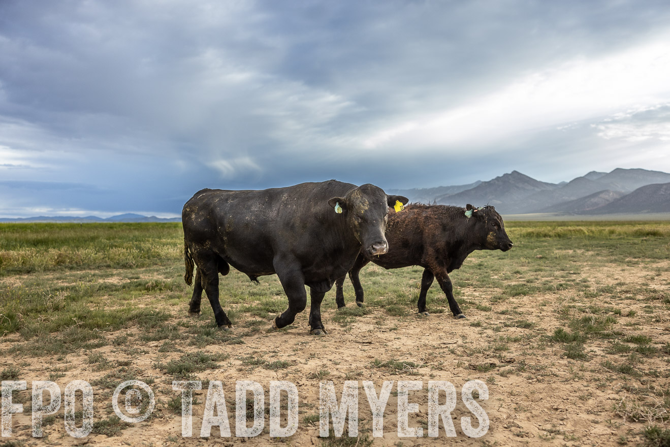 TMyers_PP_Perigo_Nevada_June2023-514274