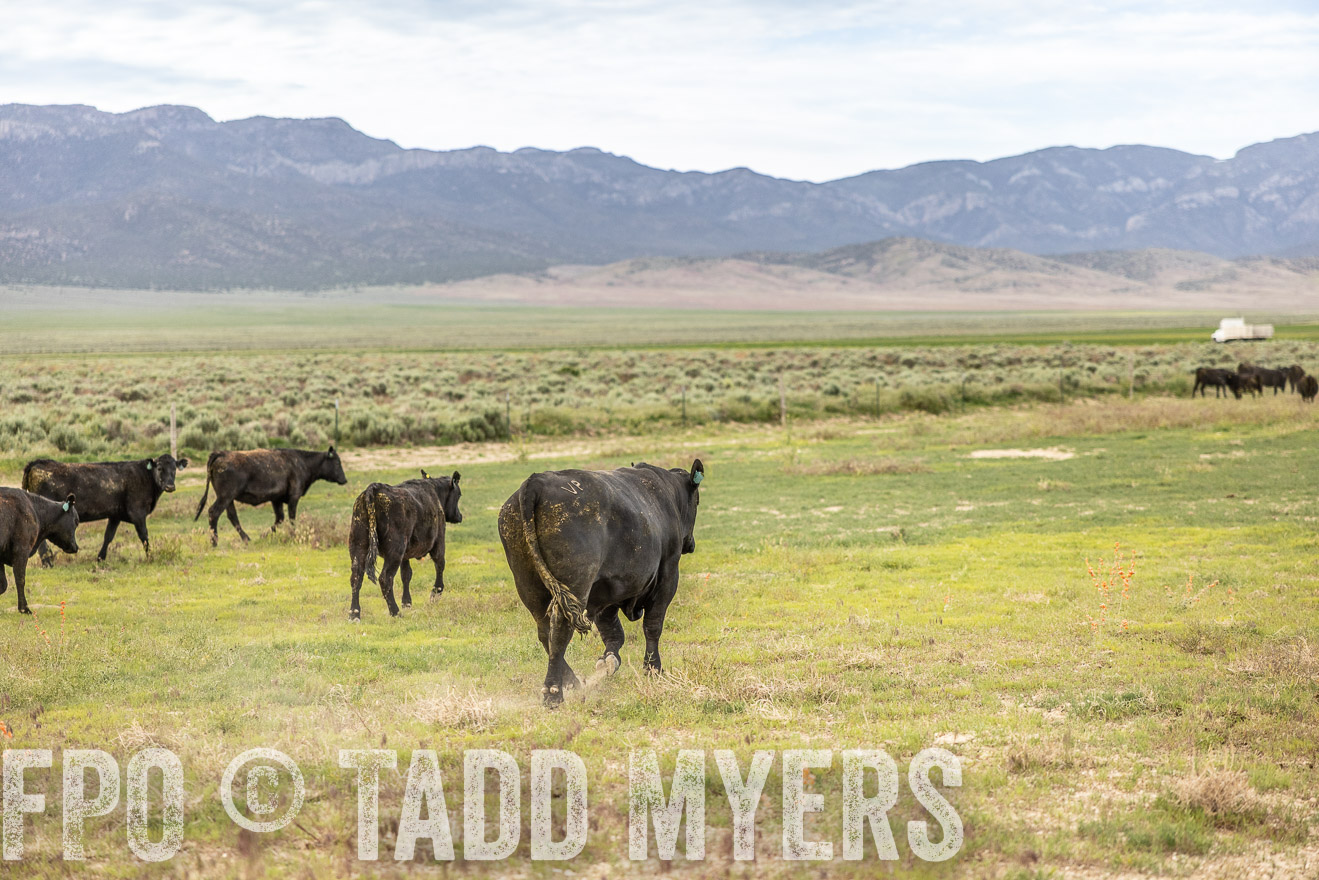 TMyers_PP_Perigo_Nevada_June2023-514289