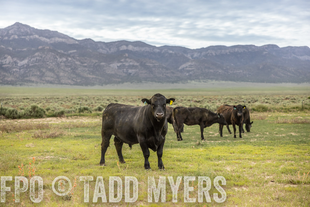 TMyers_PP_Perigo_Nevada_June2023-514304