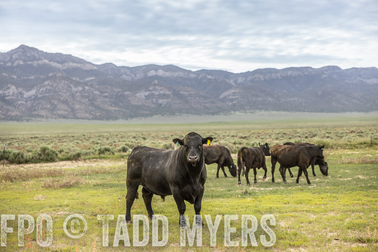 TMyers_PP_Perigo_Nevada_June2023-514315