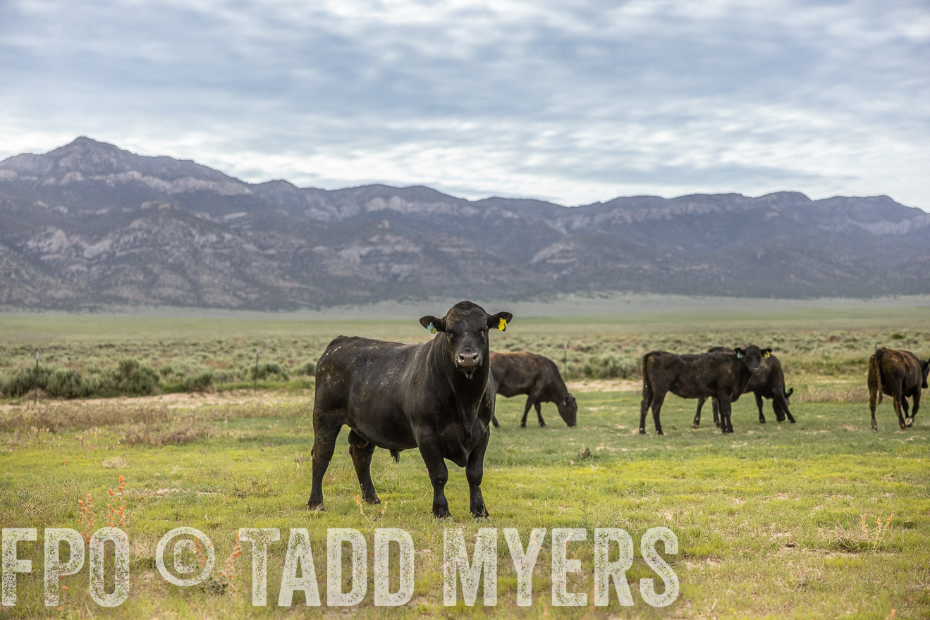 TMyers_PP_Perigo_Nevada_June2023-514324