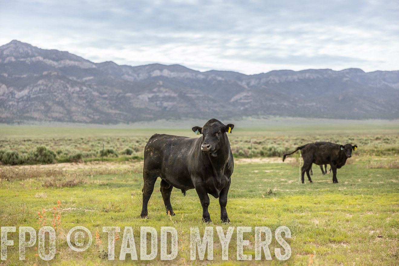 TMyers_PP_Perigo_Nevada_June2023-514337