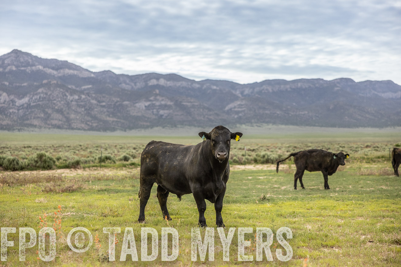TMyers_PP_Perigo_Nevada_June2023-514344