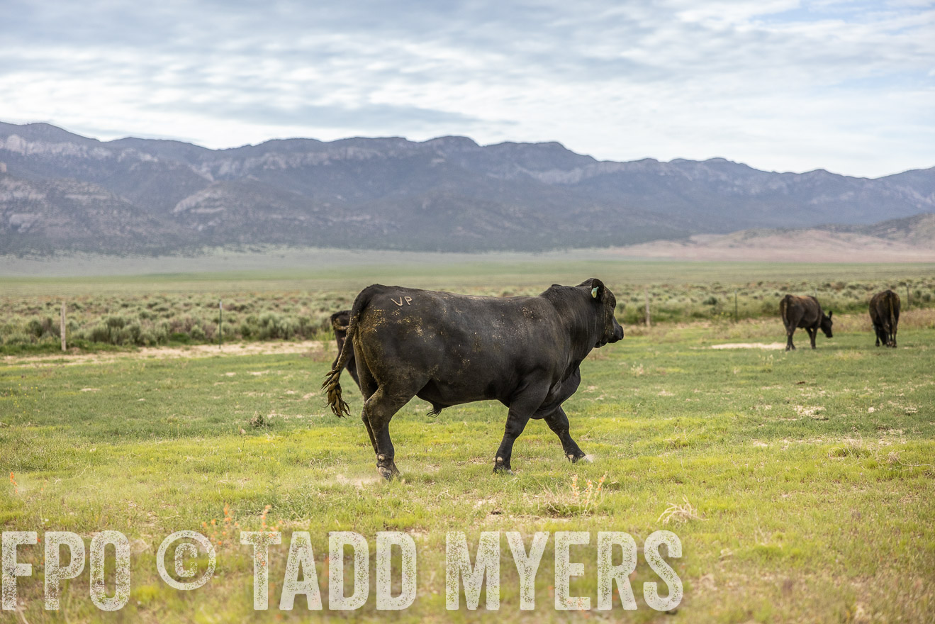 TMyers_PP_Perigo_Nevada_June2023-514367