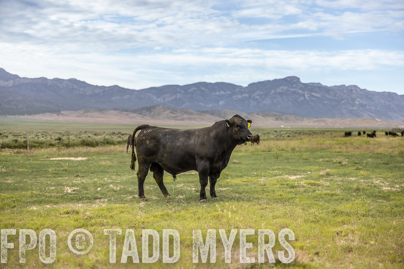TMyers_PP_Perigo_Nevada_June2023-514404