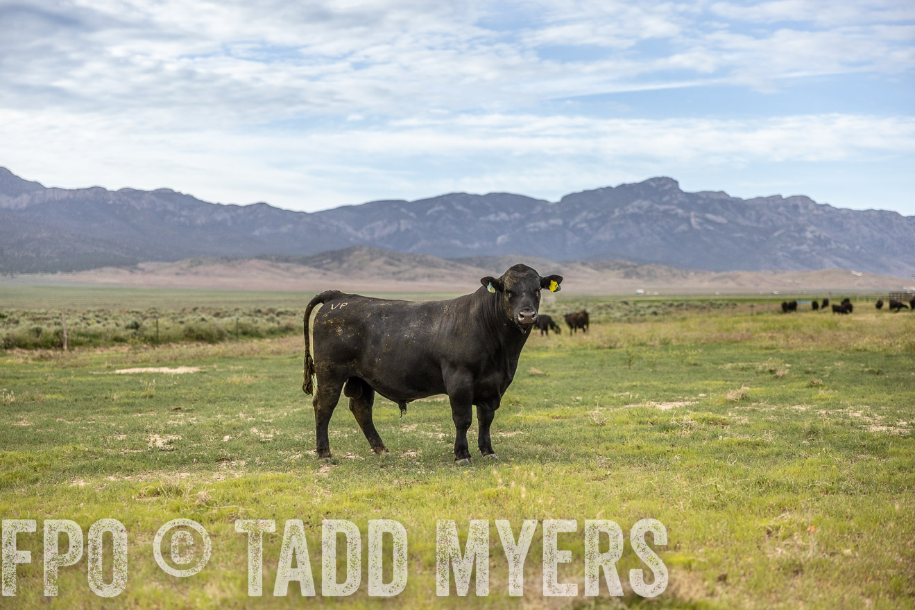 TMyers_PP_Perigo_Nevada_June2023-514406