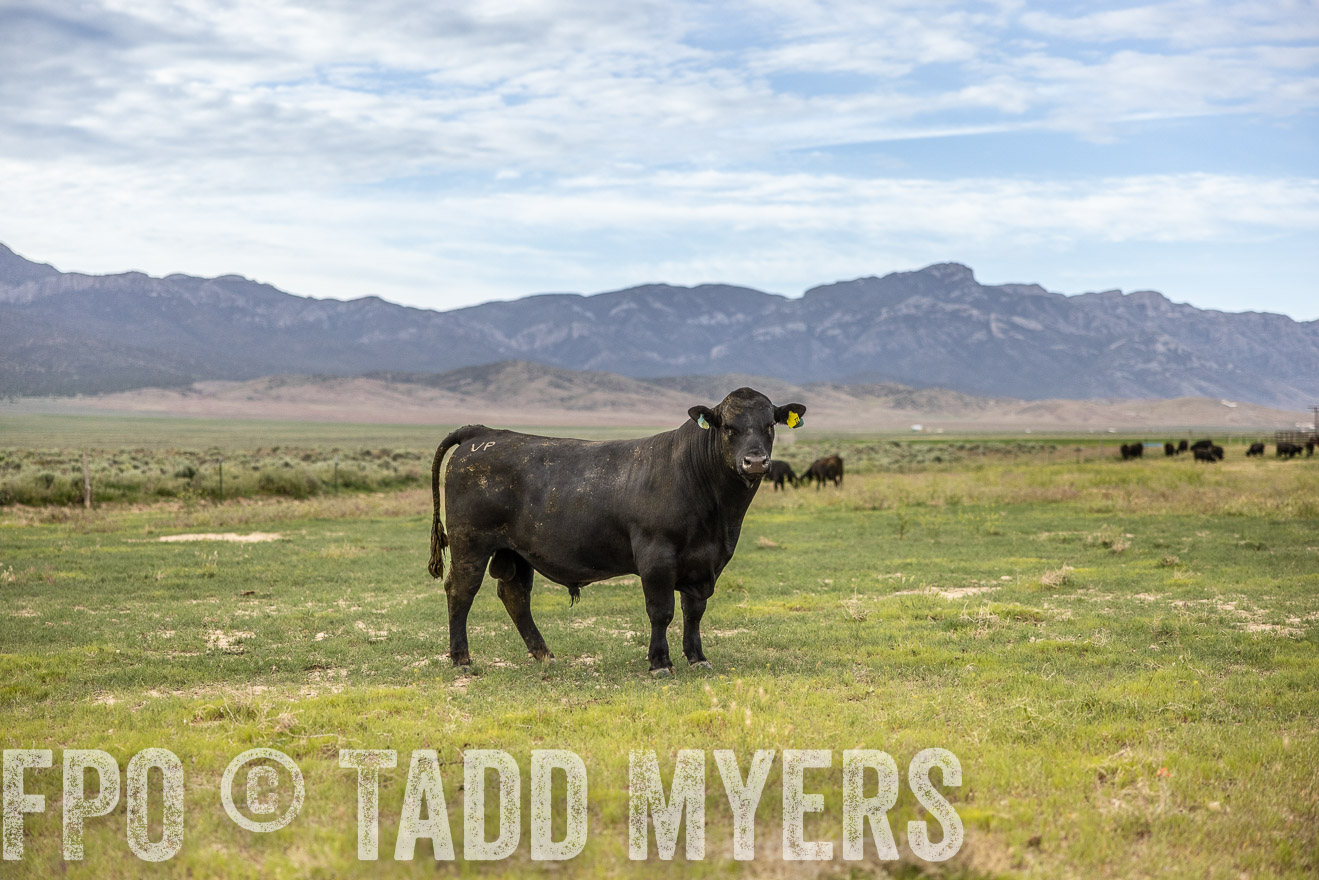 TMyers_PP_Perigo_Nevada_June2023-514408