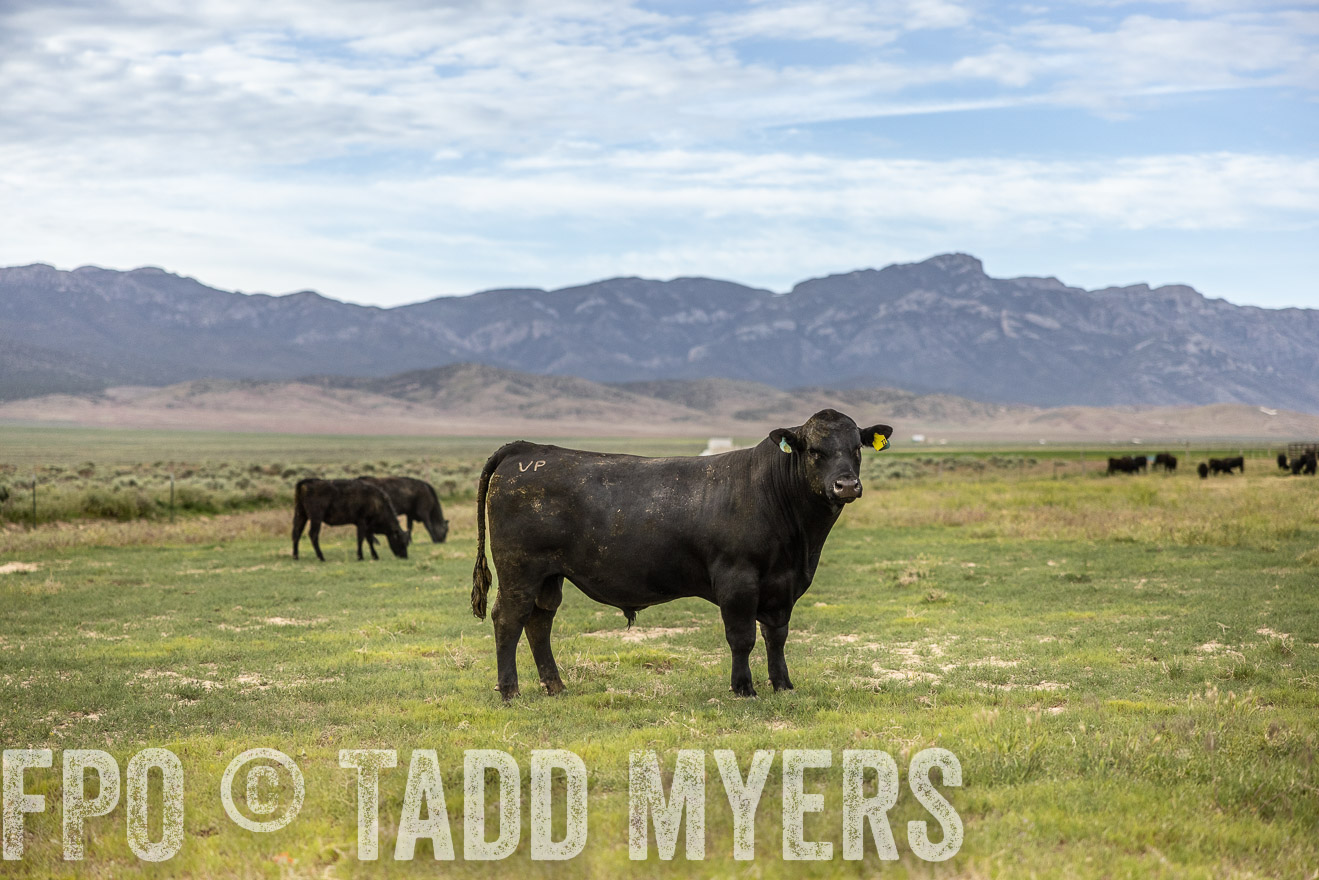 TMyers_PP_Perigo_Nevada_June2023-514415