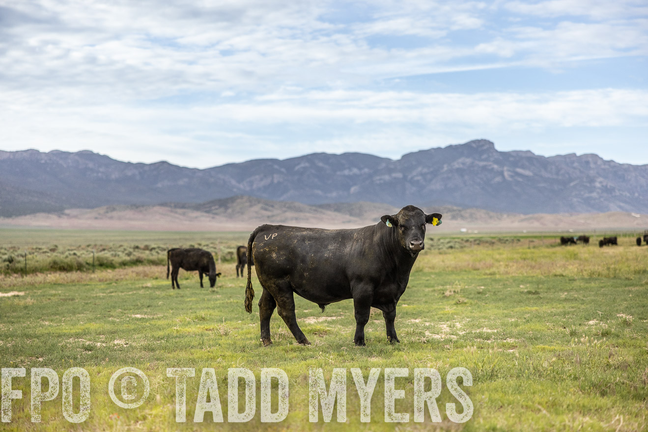 TMyers_PP_Perigo_Nevada_June2023-514429
