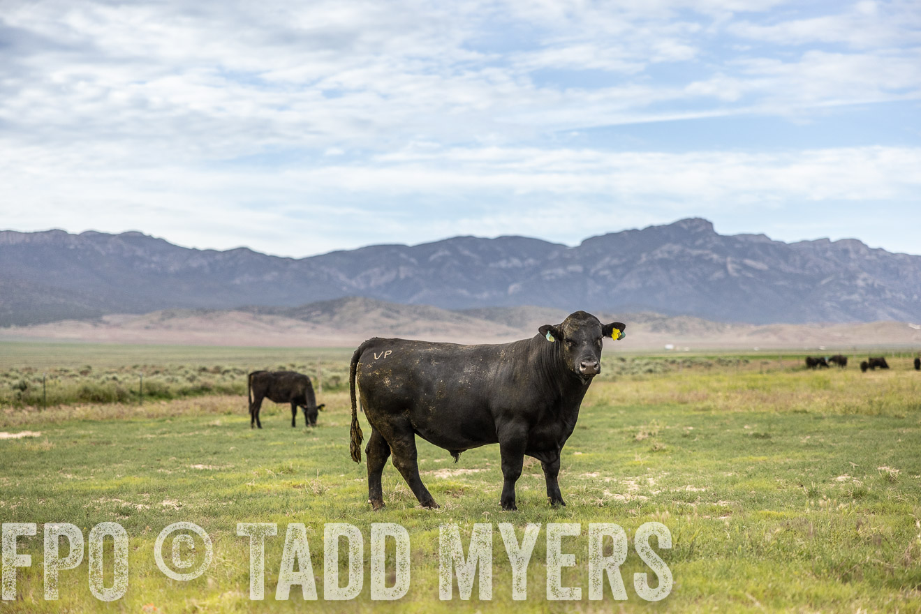 TMyers_PP_Perigo_Nevada_June2023-514433