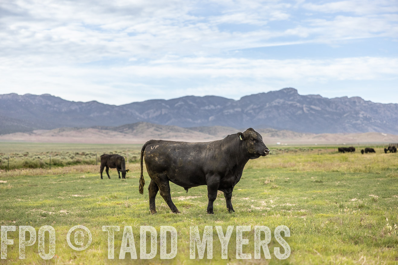 TMyers_PP_Perigo_Nevada_June2023-514440