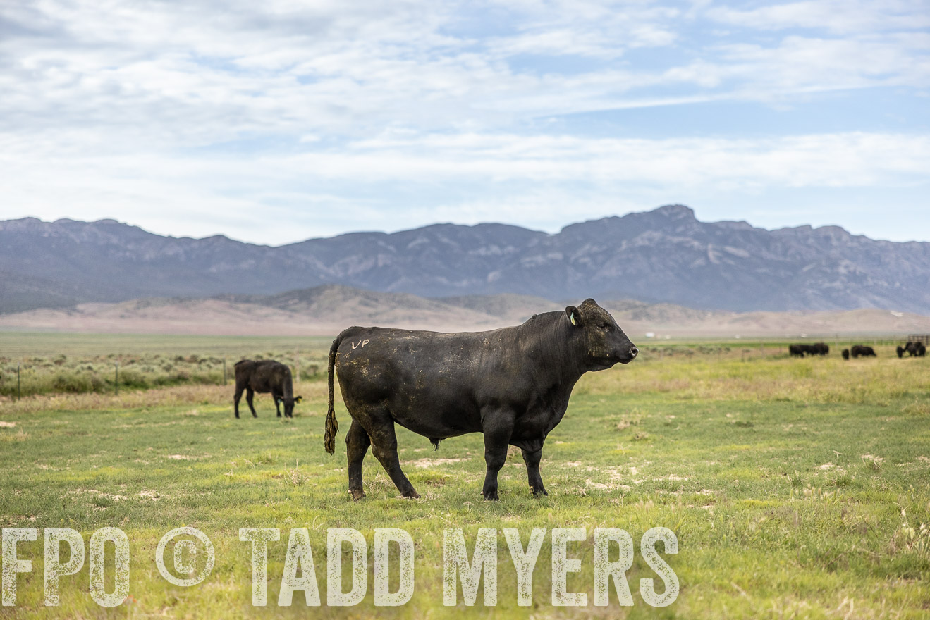 TMyers_PP_Perigo_Nevada_June2023-514441