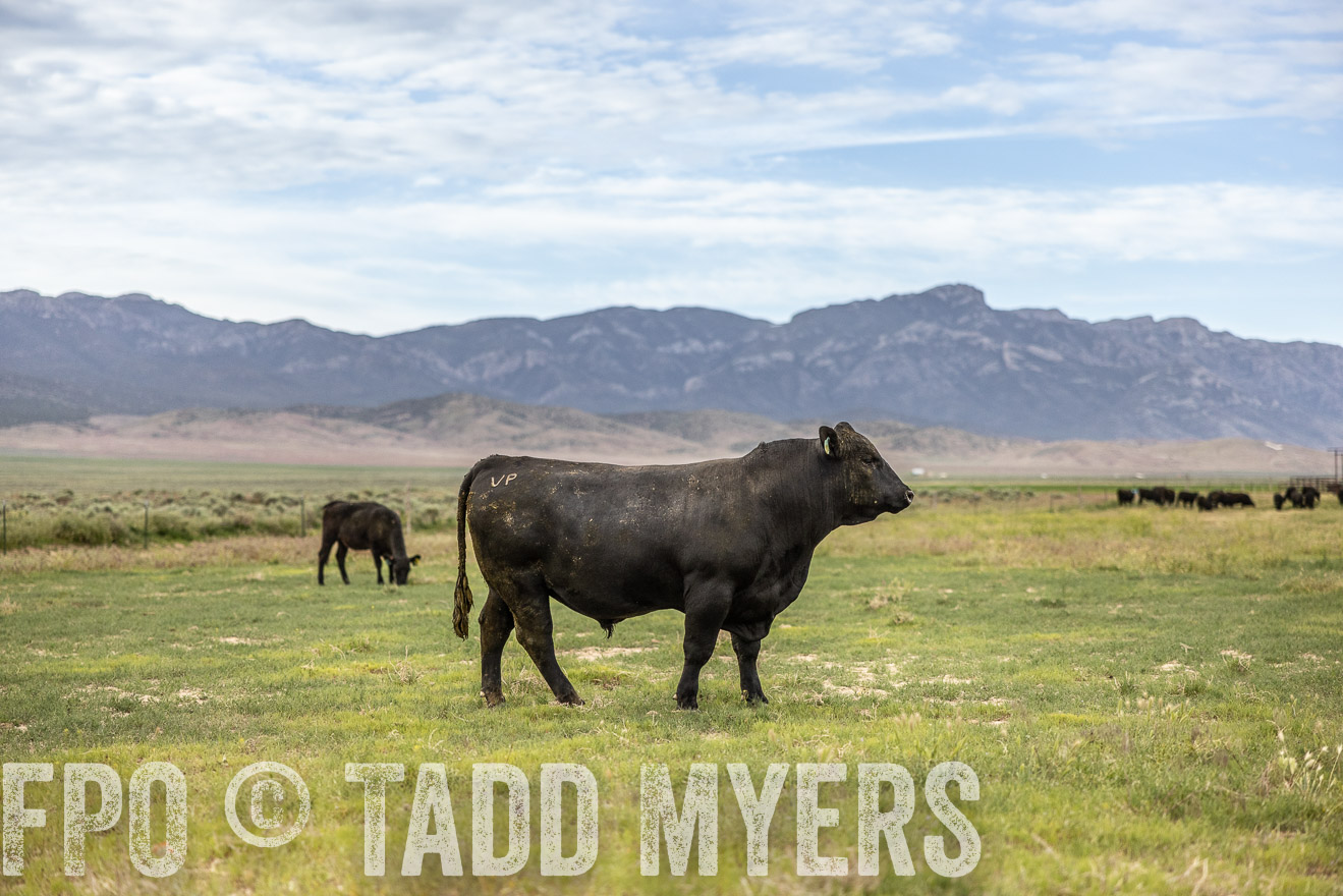 TMyers_PP_Perigo_Nevada_June2023-514442