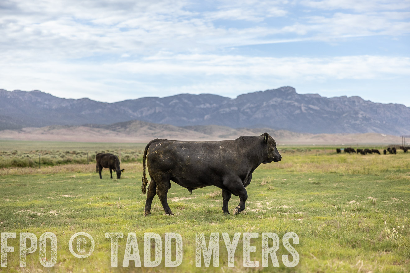 TMyers_PP_Perigo_Nevada_June2023-514446