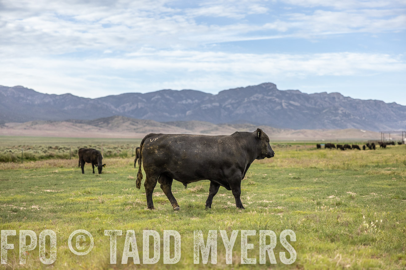 TMyers_PP_Perigo_Nevada_June2023-514449