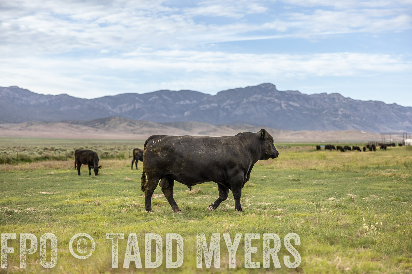 TMyers_PP_Perigo_Nevada_June2023-514450