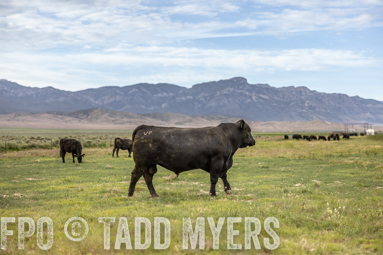 TMyers_PP_Perigo_Nevada_June2023-514452