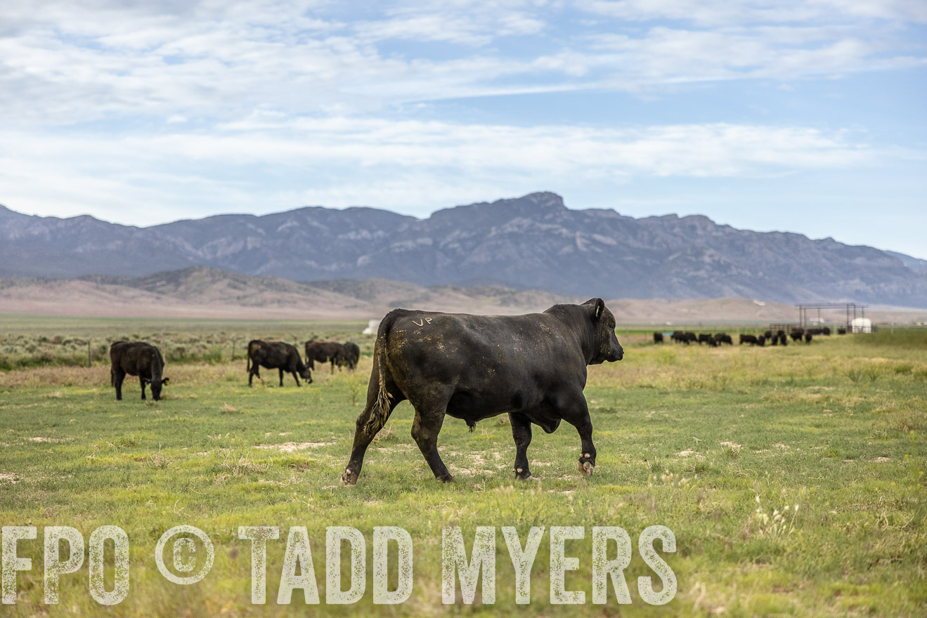 TMyers_PP_Perigo_Nevada_June2023-514455