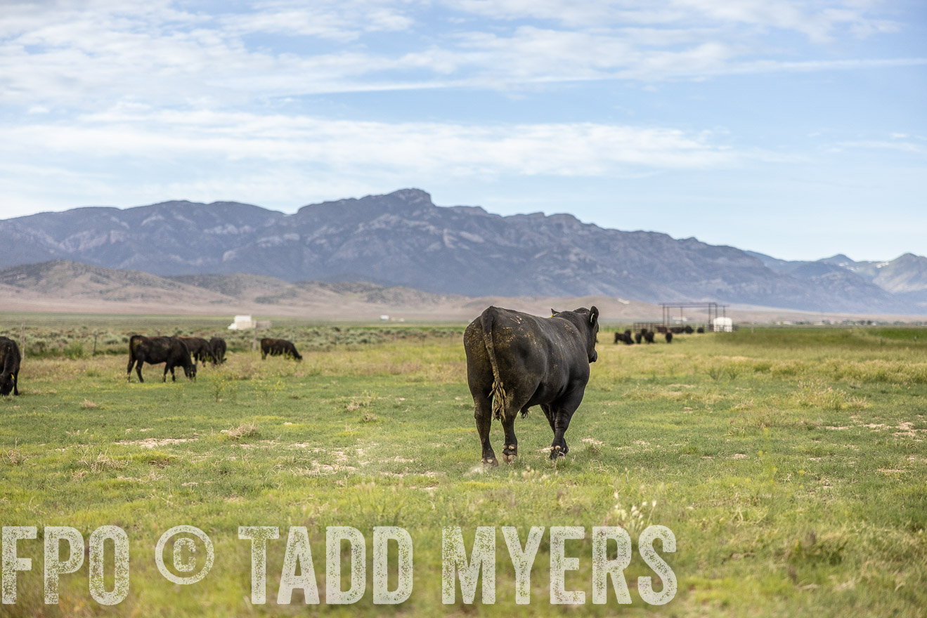 TMyers_PP_Perigo_Nevada_June2023-514463