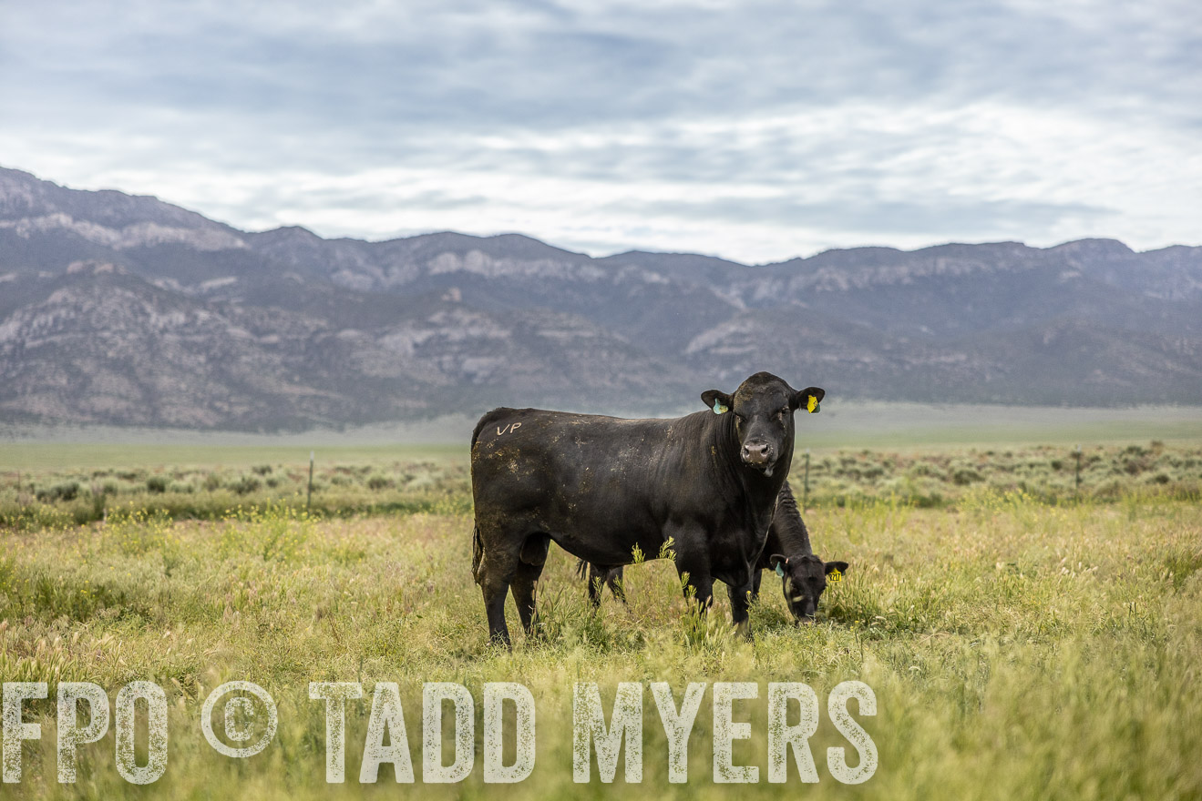 TMyers_PP_Perigo_Nevada_June2023-514468