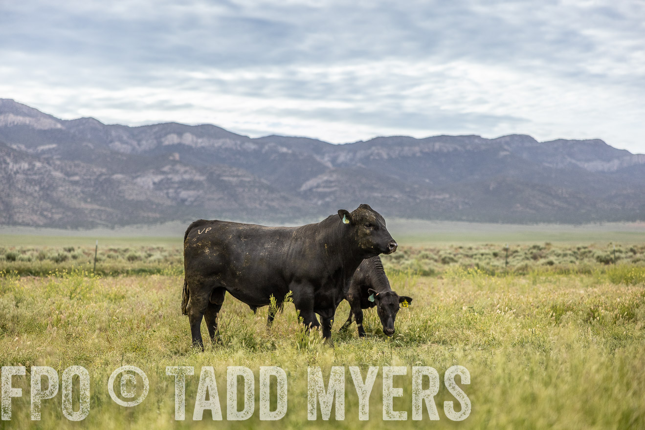 TMyers_PP_Perigo_Nevada_June2023-514473