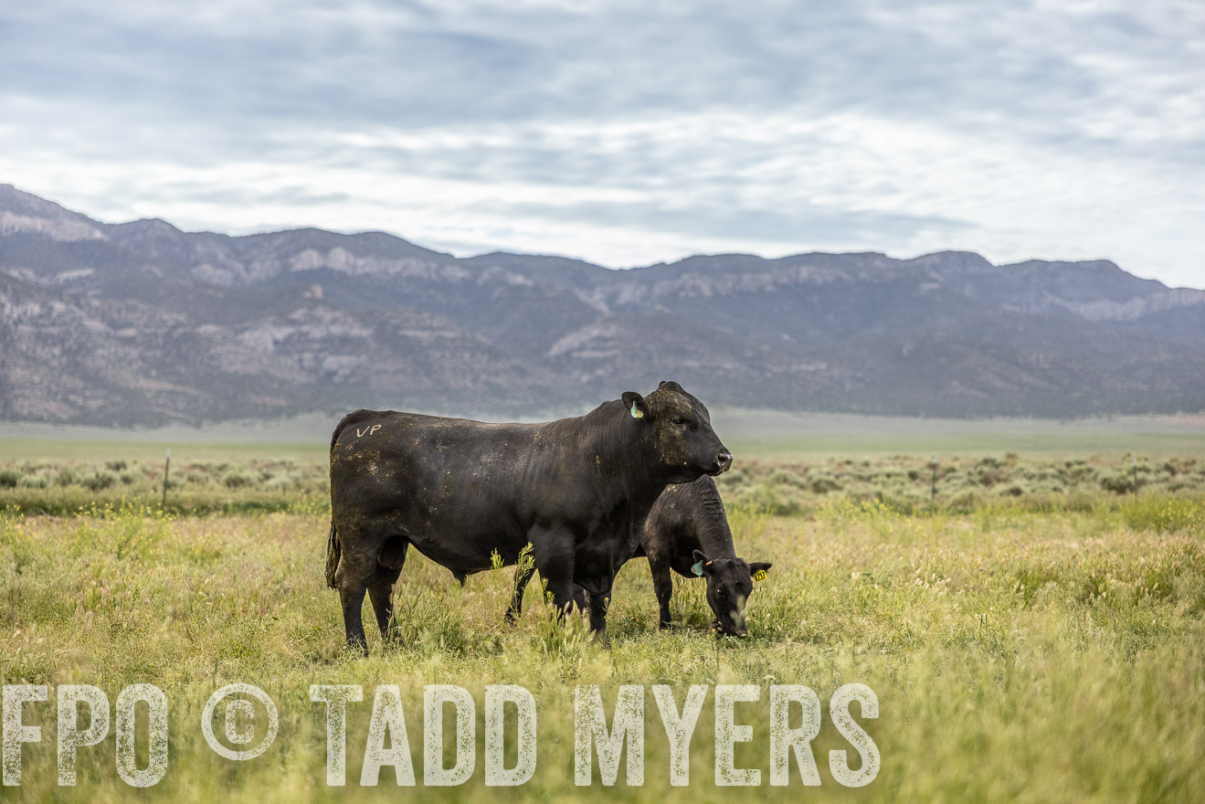 TMyers_PP_Perigo_Nevada_June2023-514475