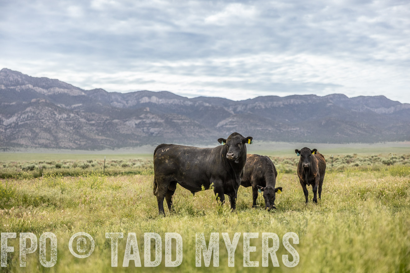 TMyers_PP_Perigo_Nevada_June2023-514482