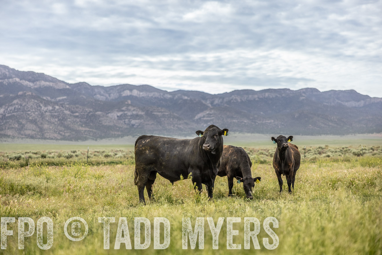 TMyers_PP_Perigo_Nevada_June2023-514488
