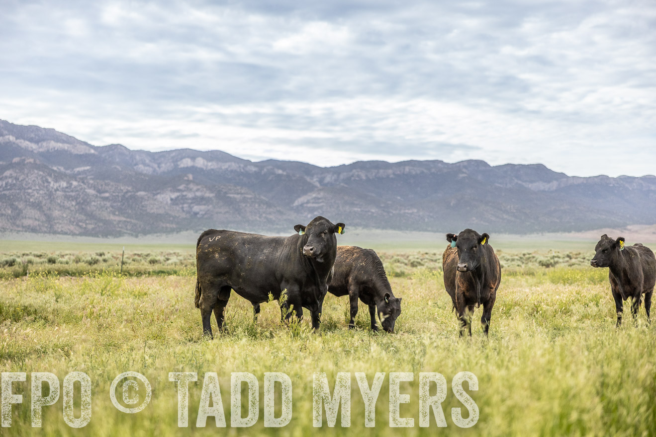 TMyers_PP_Perigo_Nevada_June2023-514503