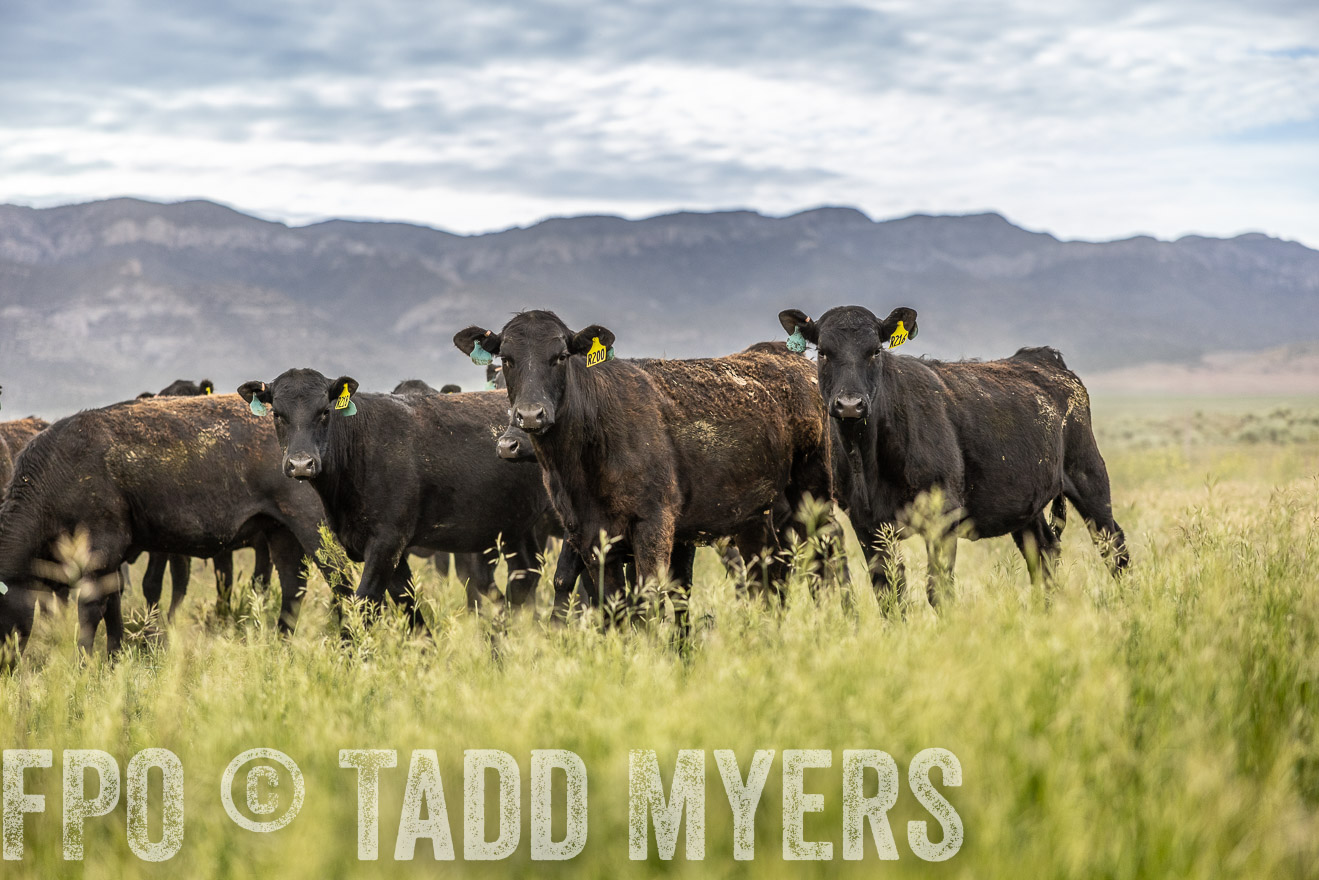 TMyers_PP_Perigo_Nevada_June2023-514559