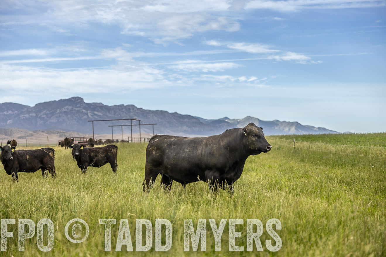 TMyers_PP_Perigo_Nevada_June2023-514615