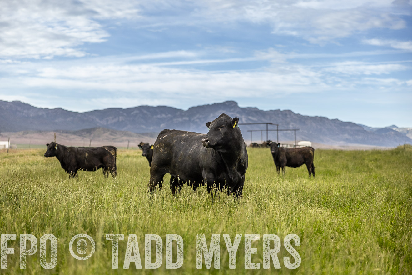 TMyers_PP_Perigo_Nevada_June2023-514647