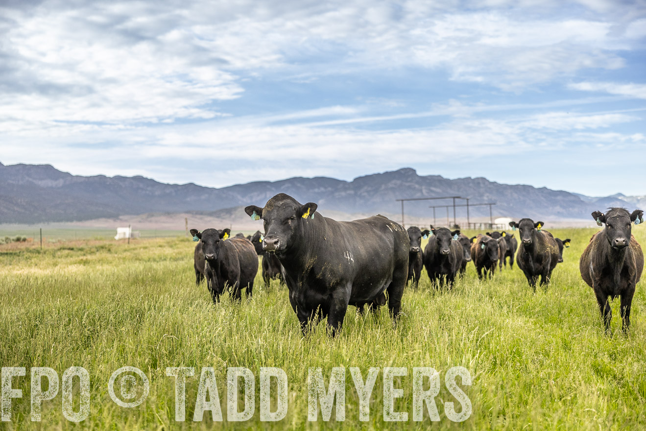 TMyers_PP_Perigo_Nevada_June2023-514686