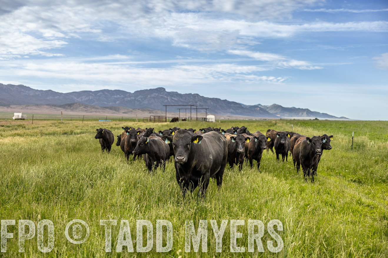 TMyers_PP_Perigo_Nevada_June2023-514726