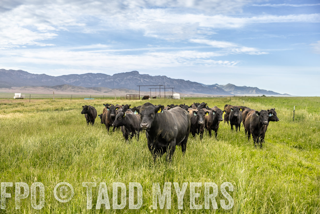 TMyers_PP_Perigo_Nevada_June2023-514727