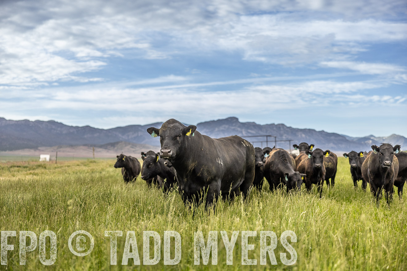 TMyers_PP_Perigo_Nevada_June2023-514740