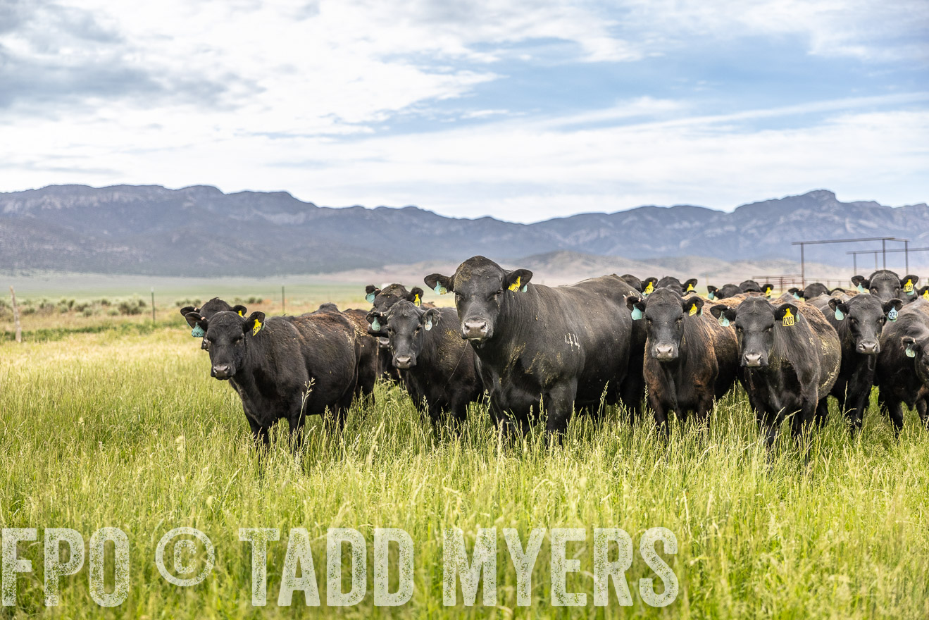 TMyers_PP_Perigo_Nevada_June2023-514817