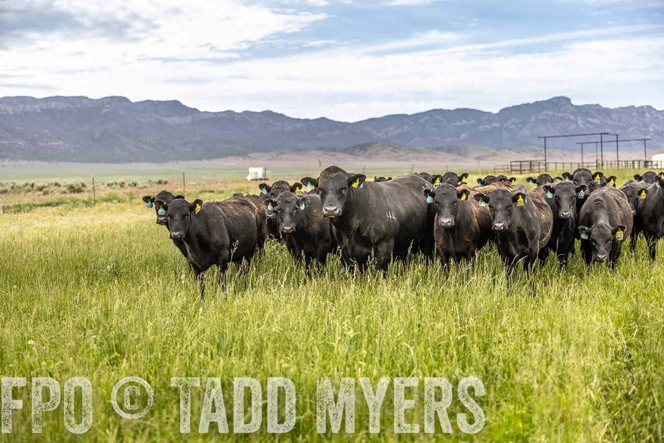 TMyers_PP_Perigo_Nevada_June2023-514825