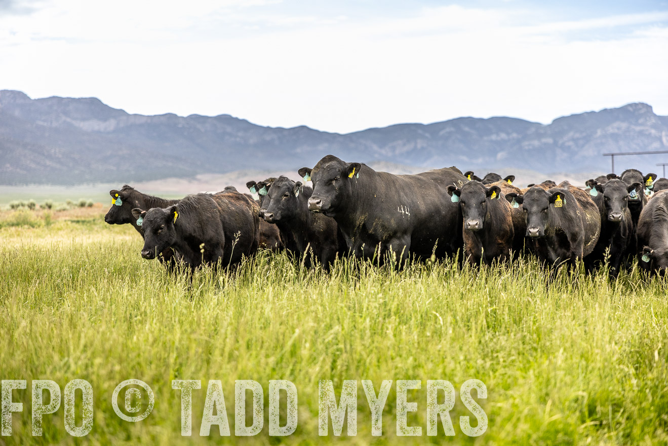 TMyers_PP_Perigo_Nevada_June2023-514843