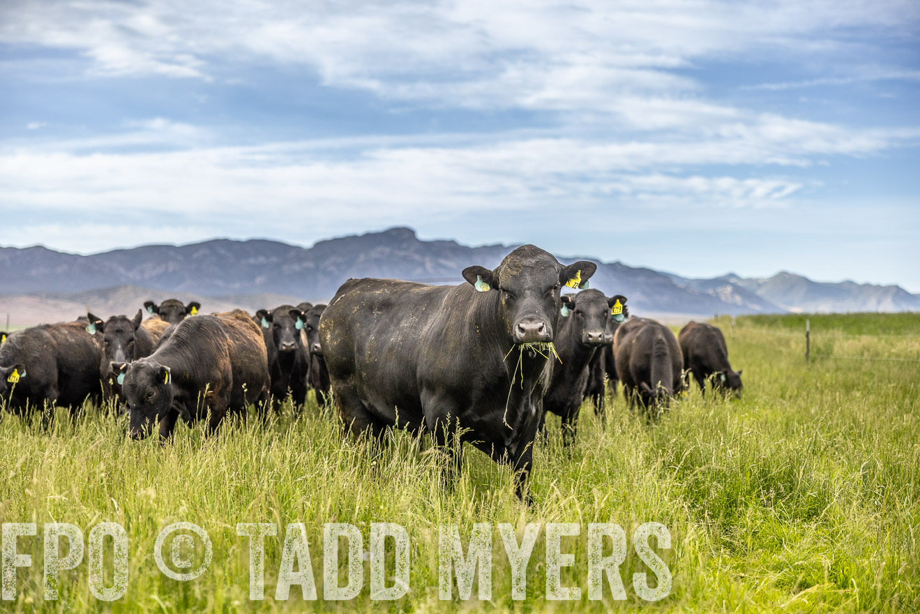 TMyers_PP_Perigo_Nevada_June2023-514927