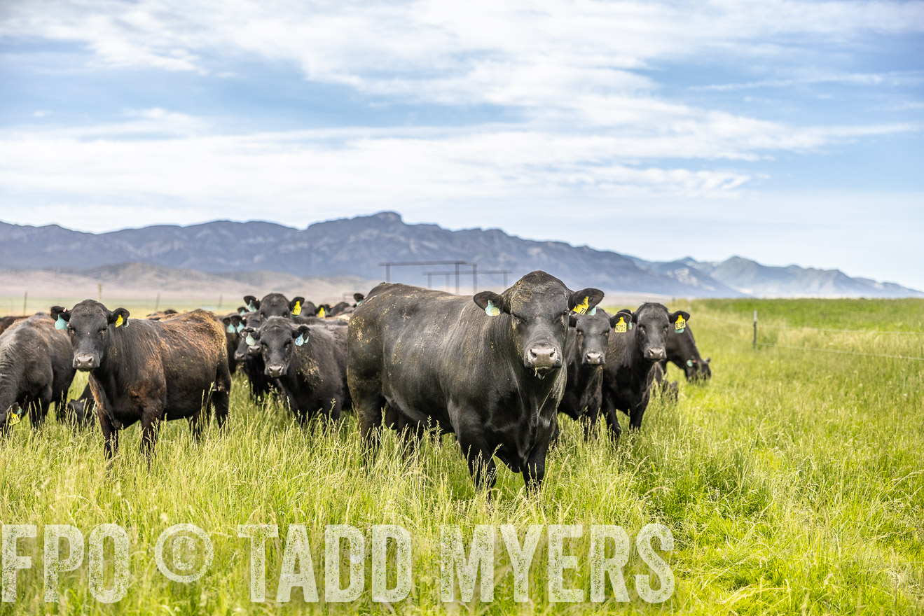 TMyers_PP_Perigo_Nevada_June2023-514973