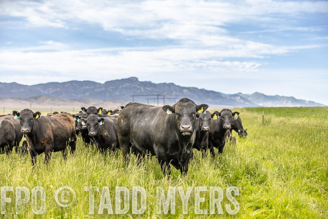 TMyers_PP_Perigo_Nevada_June2023-514975