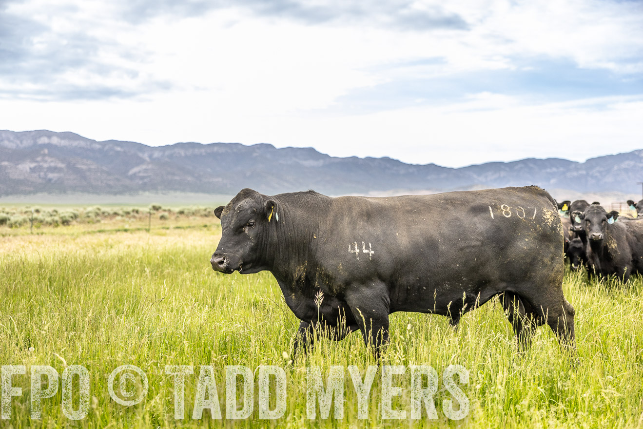 TMyers_PP_Perigo_Nevada_June2023-514993
