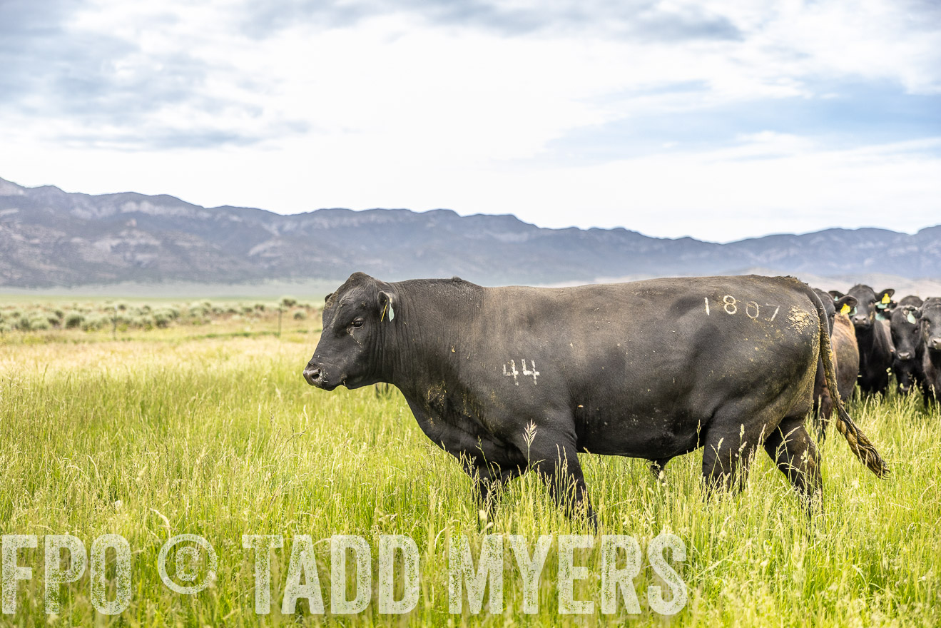 TMyers_PP_Perigo_Nevada_June2023-514995