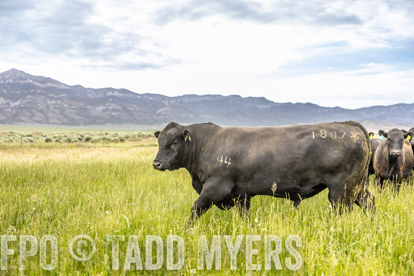TMyers_PP_Perigo_Nevada_June2023-514996