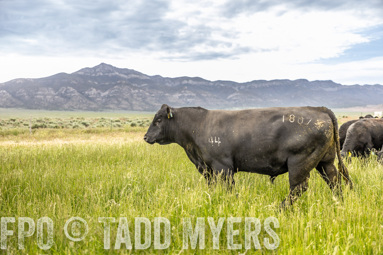 TMyers_PP_Perigo_Nevada_June2023-515001
