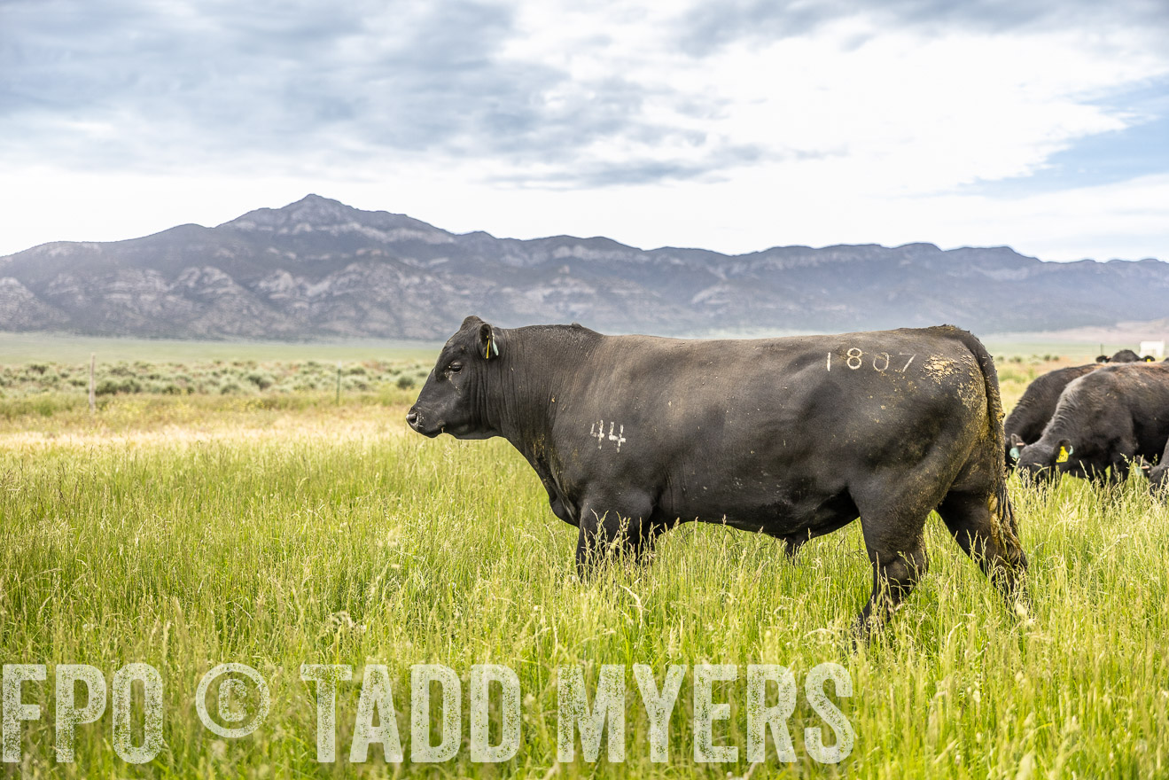TMyers_PP_Perigo_Nevada_June2023-515002